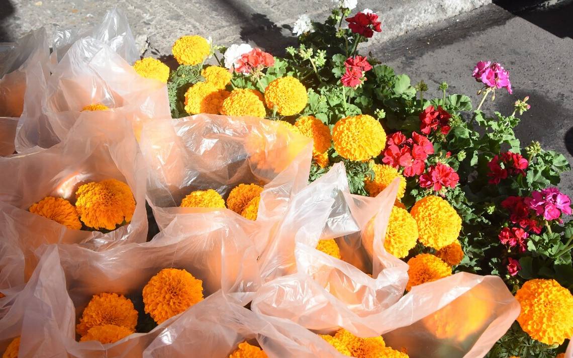 Comienza venta de flor de cempasúchil Guanajuato - El Sol de Salamanca |  Noticias Locales, Policiacas, de México, Guanajuato y el Mundo