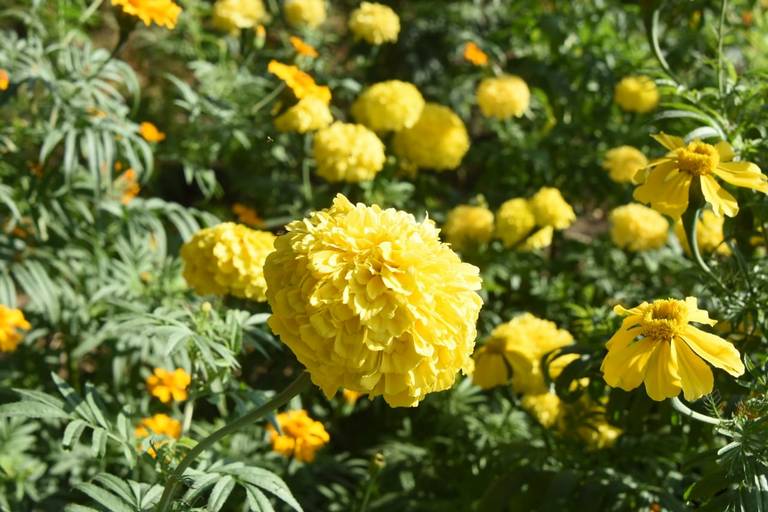 Cempasúchil: la flor de los muertos Guanajuato Salamanca Tradición día de  muertos historia - El Sol de Salamanca | Noticias Locales, Policiacas, de  México, Guanajuato y el Mundo