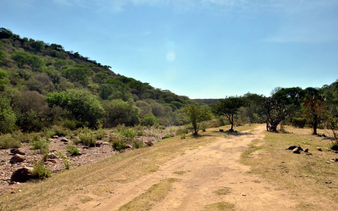 Falta de lluvias agrava deforestación de ANP - El Sol de Salamanca |  Noticias Locales, Policiacas, de México, Guanajuato y el Mundo