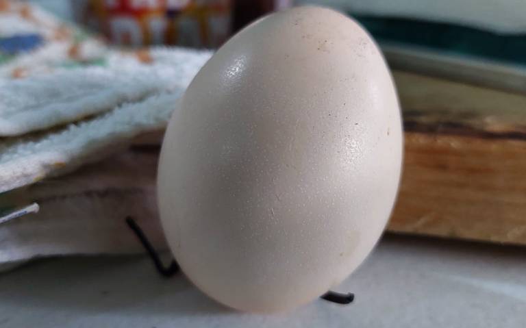 El precio por kilo de huevo incremento de 48 a 52 pesos - El Sol de  Salamanca | Noticias Locales, Policiacas, de México, Guanajuato y el Mundo