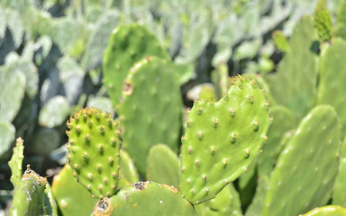 El cactus más grande del mundo está en Tamaulipas - El Sol de Tampico
